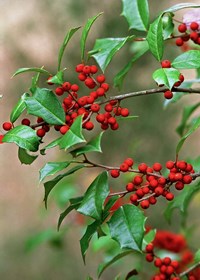 American Holly (Ilex opaca) thumbnail image