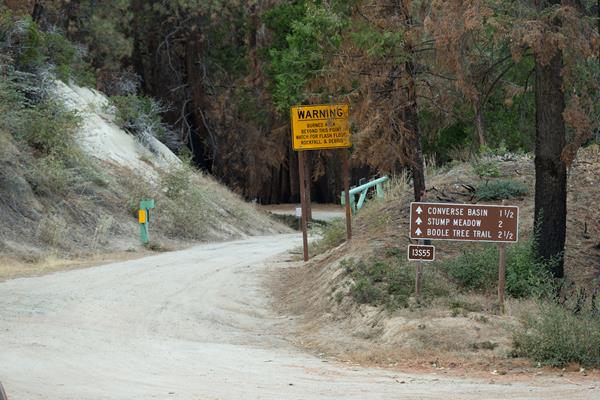 A dirt road winds into a forest