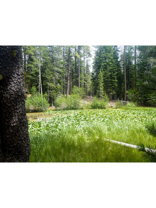 A pond covered in green plants lined by grass and surrounded by conifers.