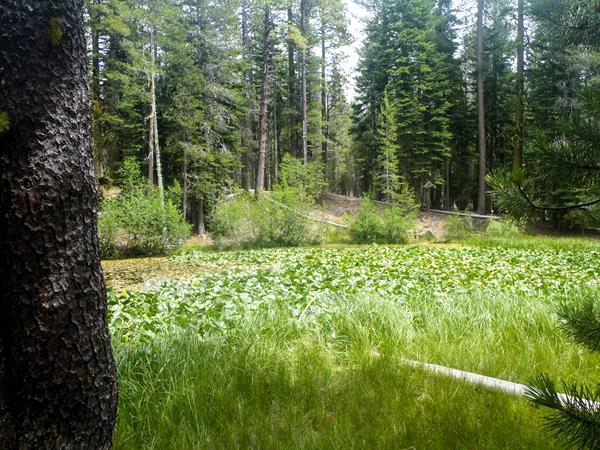 A pond covered in green plants lined by grass and surrounded by conifers.