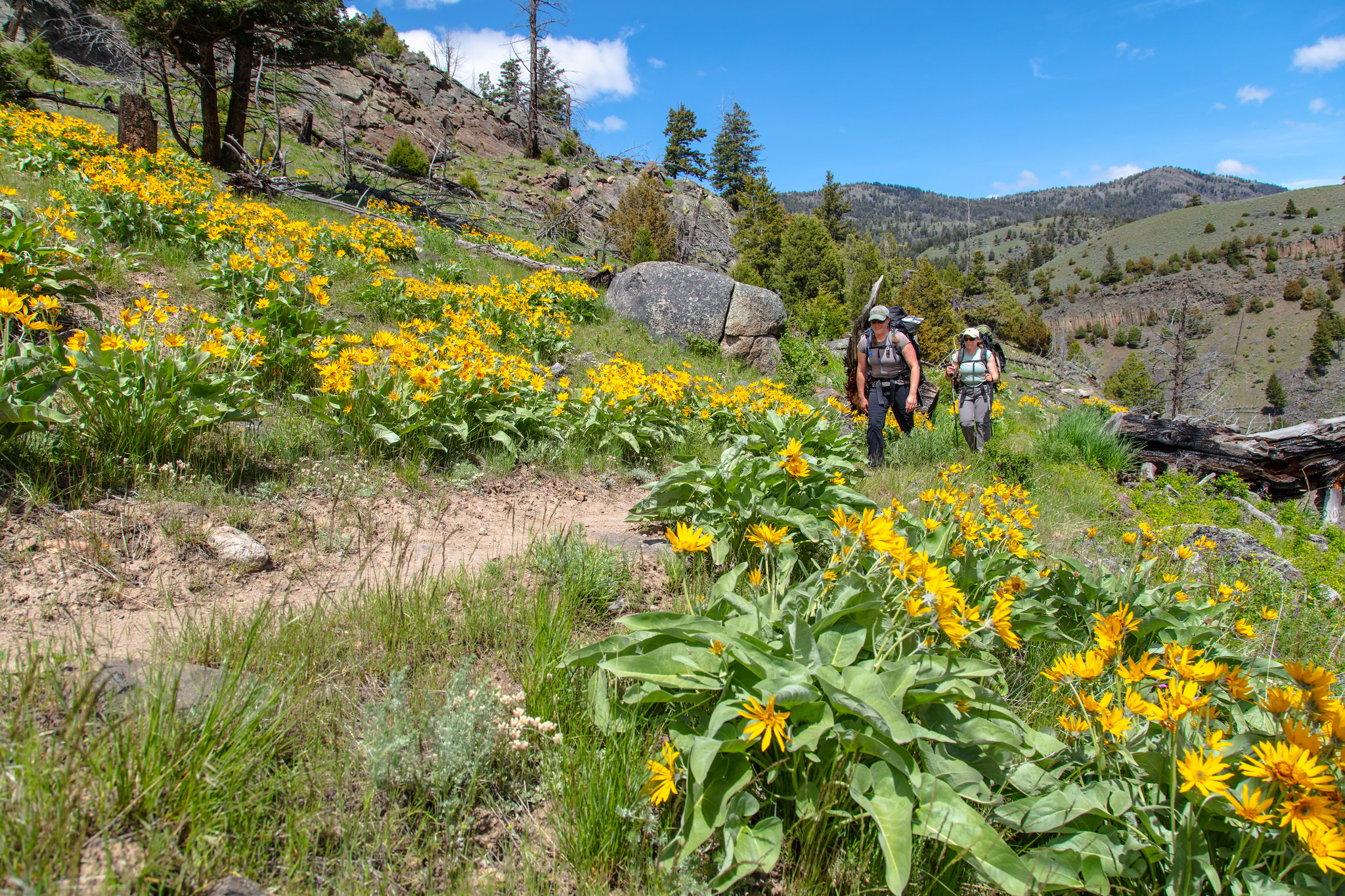 Two people hike through a field of yellow flowers along the side of a slope.