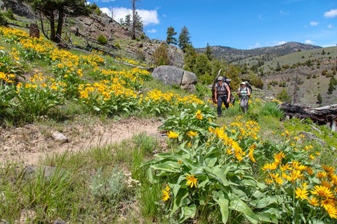 Two people hike through a field of yellow flowers along the side of a slope.