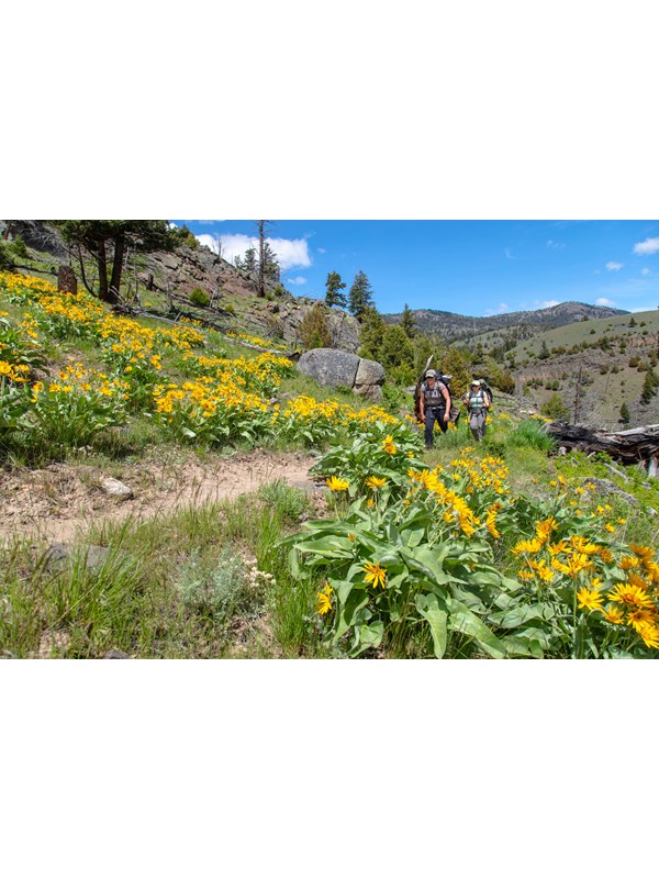 Two people hike through a field of yellow flowers along the side of a slope.
