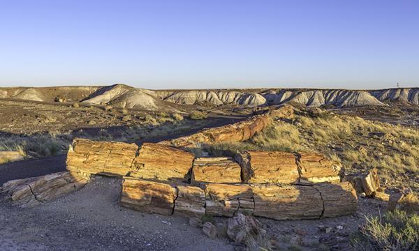 Multiple tan petrified logs gather along the Crystal Forest Trail under a blue sky.
