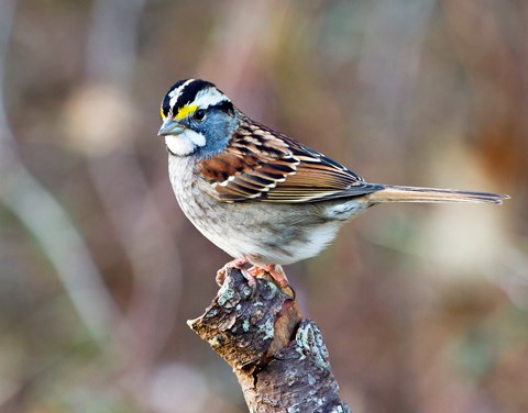 A small bird with brownish wings, white throat, and yellow eyebrows.