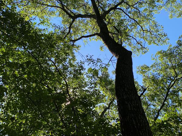 A tall oak tree reaches for the clear blue sky. Green leaves provide shade to plants below.