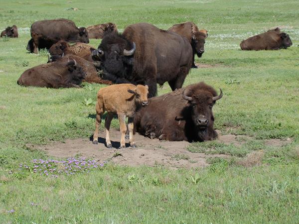 A bison herd is in a large green prairie field with a cinnamon calf next to a laying down cow.