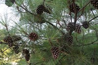 Shortleaf Pine (Pinus echinata) thumbnail image