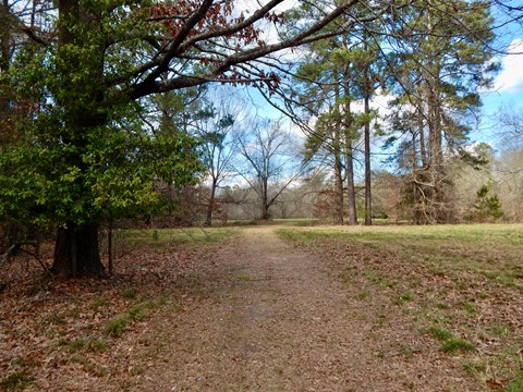 A flat, dirt path leading through woods.