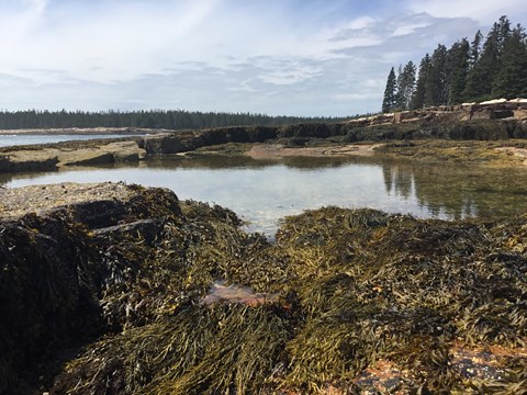 View from a tide pool of surrounding water and forest