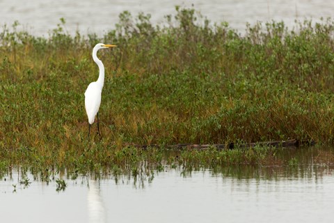 A white bird with a long neck stands in marsh grass.