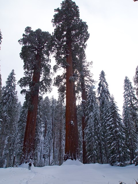 A hiker heads through snow toward sequoia trees