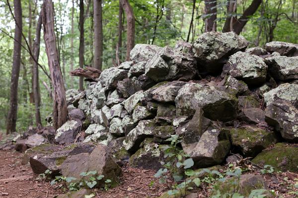 An historic rock wall is piled along the side of a trail in the woods.