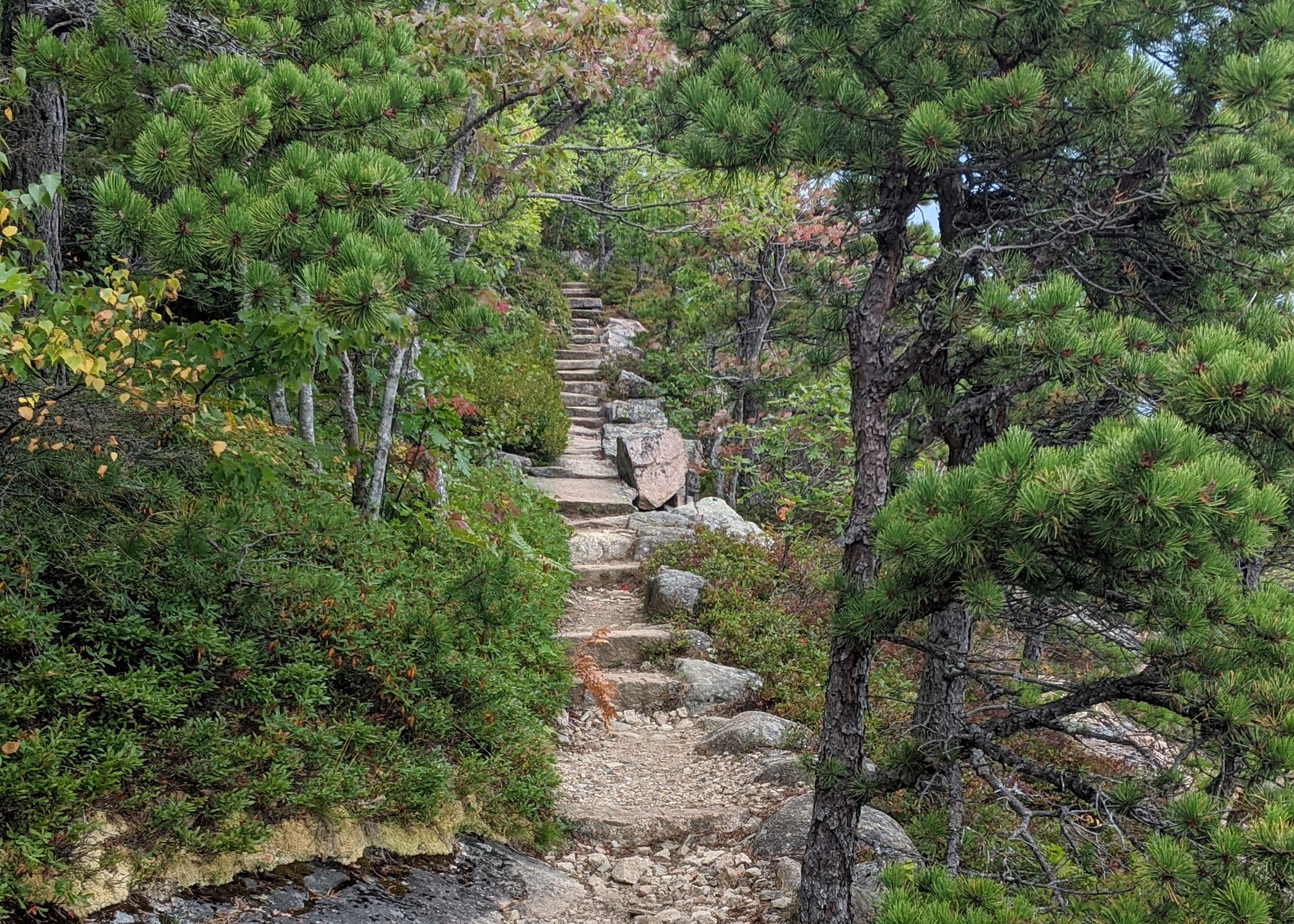 Hiking path with stone steps leading through wooded area