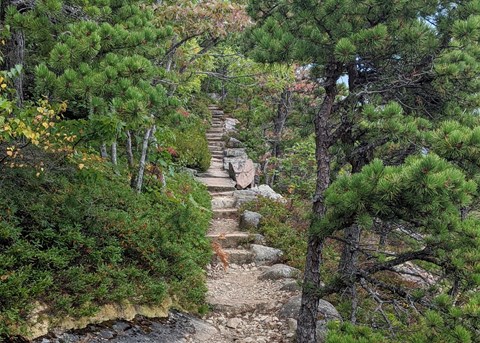 Hiking path with stone steps leading through wooded area