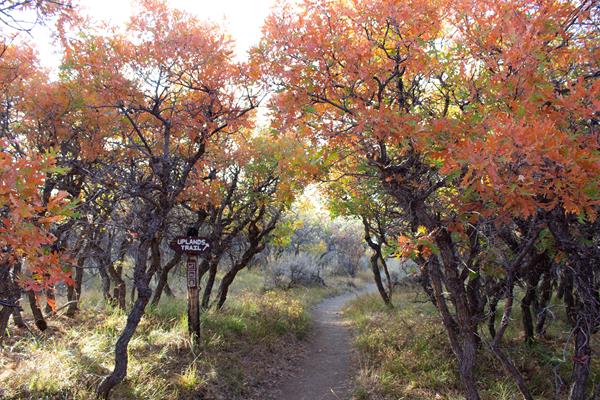 Uplands Trail