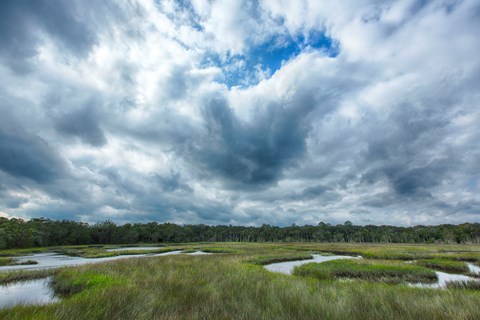 green marsh grasses swirl under a vibrant cloudy sky
