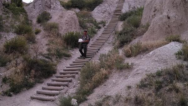 A uniformed park employee descends on wooden ladder with bushes and gray earth on either side.
