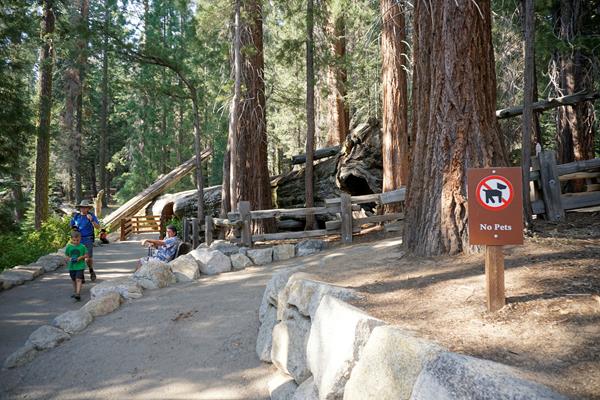 An asphalt path is flanked by rock walls and tall trees