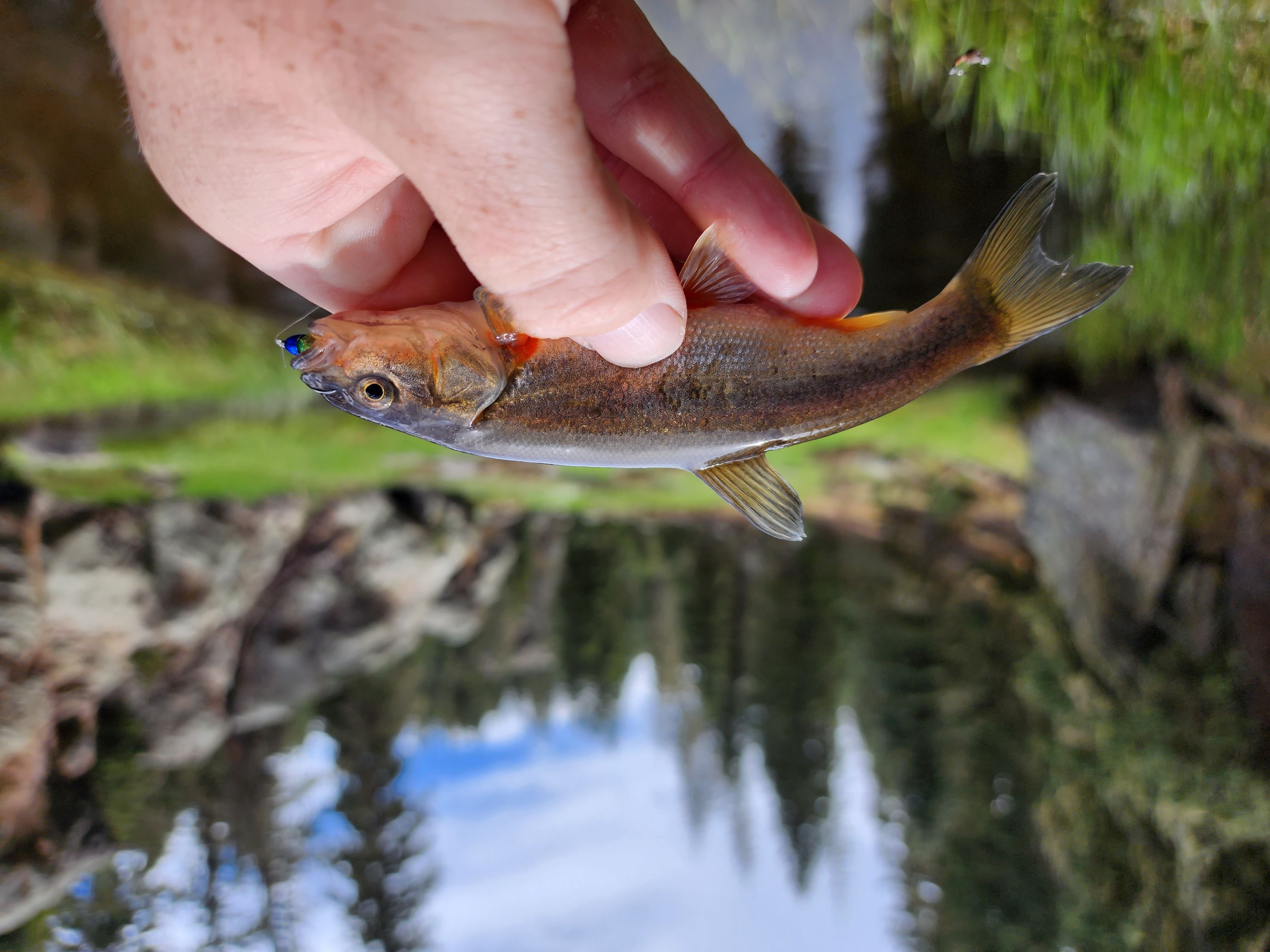 Fish the East Fork in Hidden Valley