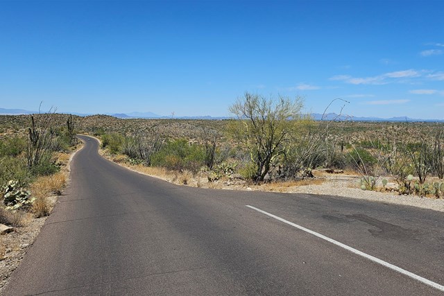Paved road curving into the distance with a small pull-off on the right, cacti all around