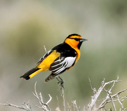 A Bullock's Oriele, yellow bird with black on its wings head and tail and white on wings.