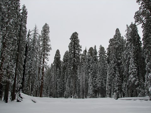 A snow covered meadow surrounded by tall trees