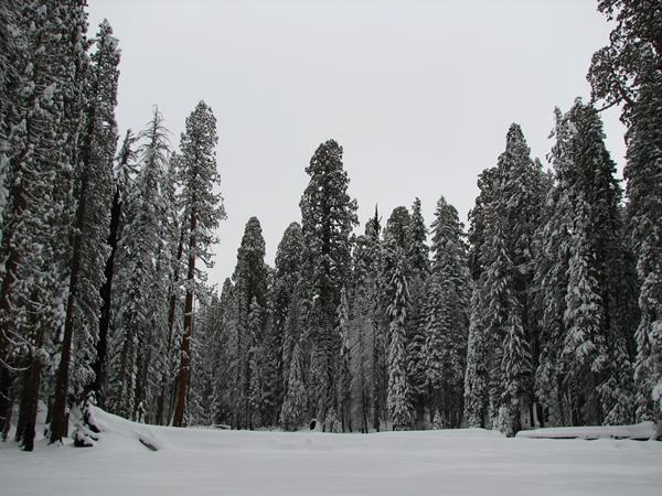 A snow covered meadow surrounded by tall trees