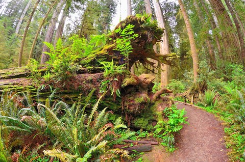 A Short Walk in the Northern Part of the Redwoods