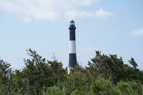 A black and white lighthouse tower peaks above a canopy of scrubby pines.