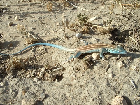 Close up of a large lizard with blue face and tail