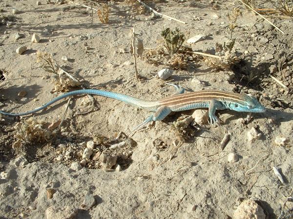 Close up of a large lizard with blue face and tail