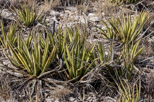 Several plants with short, thick leaves with a sharp point on the end grow along a hillside.