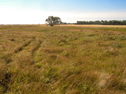 An expansive grassland with obvious tracks of lower grass looking like a vehicle.