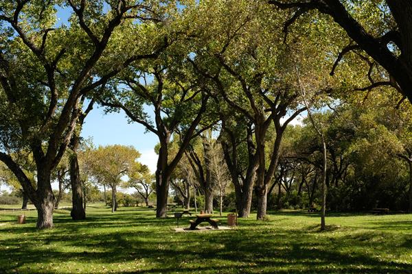 Photo of Rattlesnake Springs with a large grassy area with tall cottonwood trees and picnic tables.