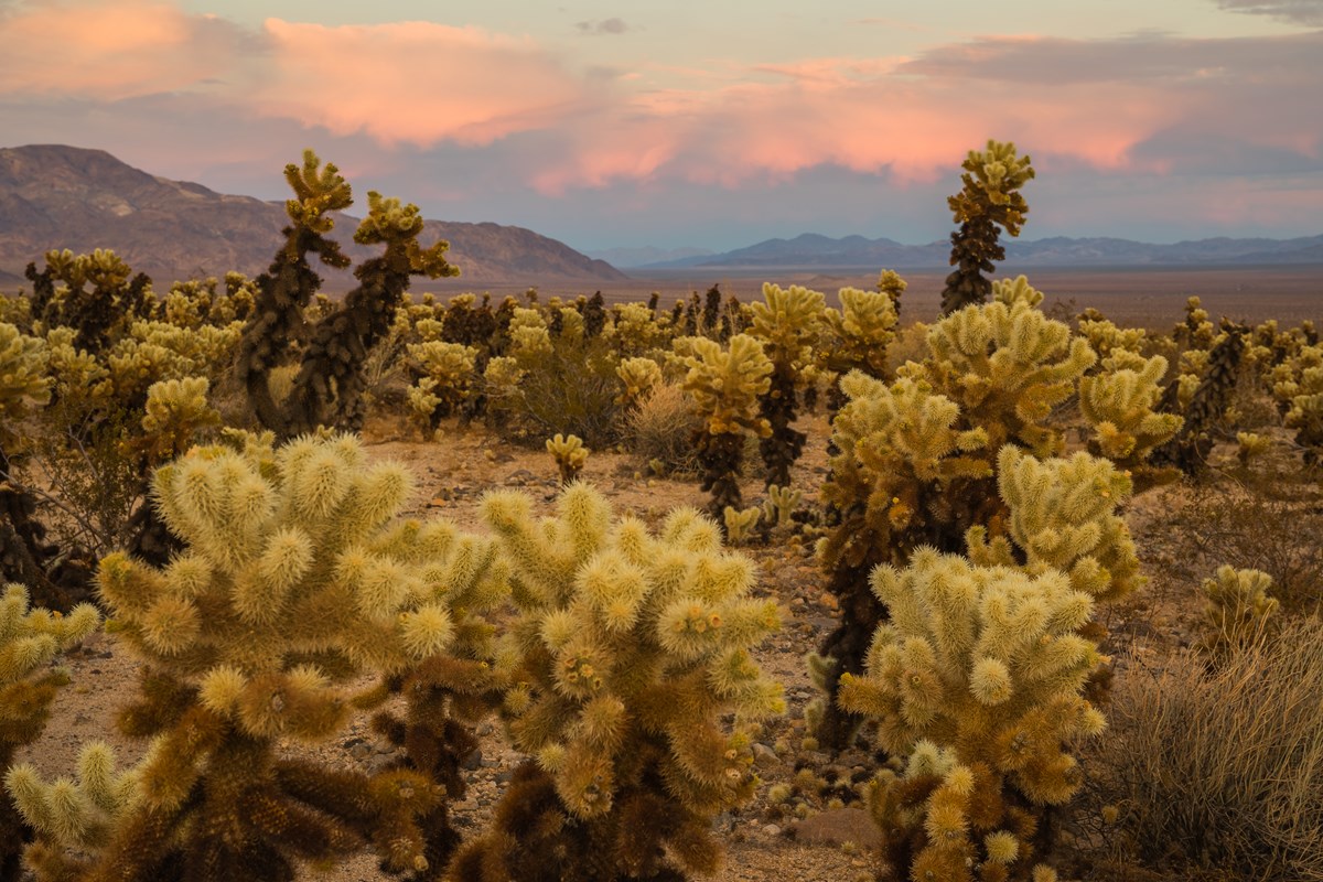 A large number of cholla growing in front of rocking mountains under clouds lit pink by the sunset.