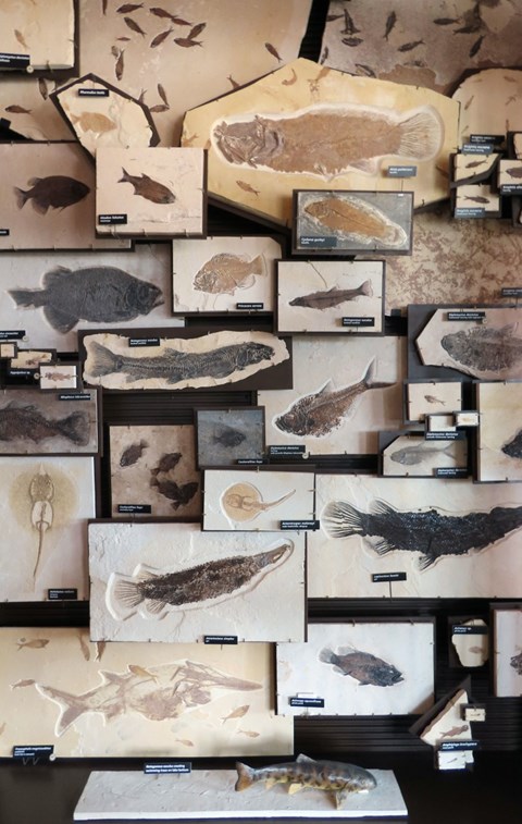 An exhibit showing a dozen or so fossil fishes.