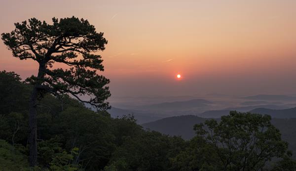A tree silhouette from a scenic, forested overlook against a pink sunrise.