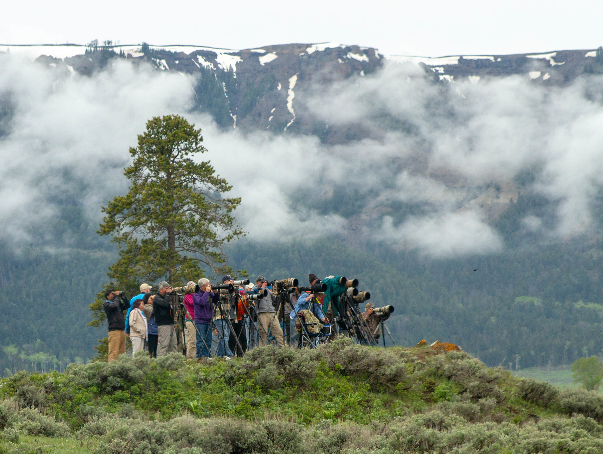 A group of photographers with telephoto lenses stand on a knoll and look out into the distance.