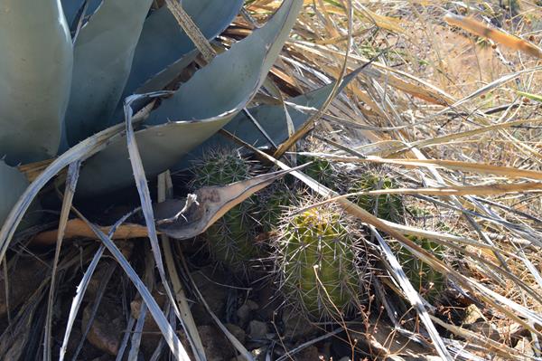 A small, ribbed cactus is growing in the shadow of a larger agave.