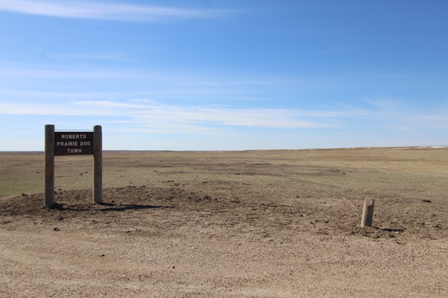 A wooden sign reading Roberts Prairie Dog Town on a small post under a blue sky