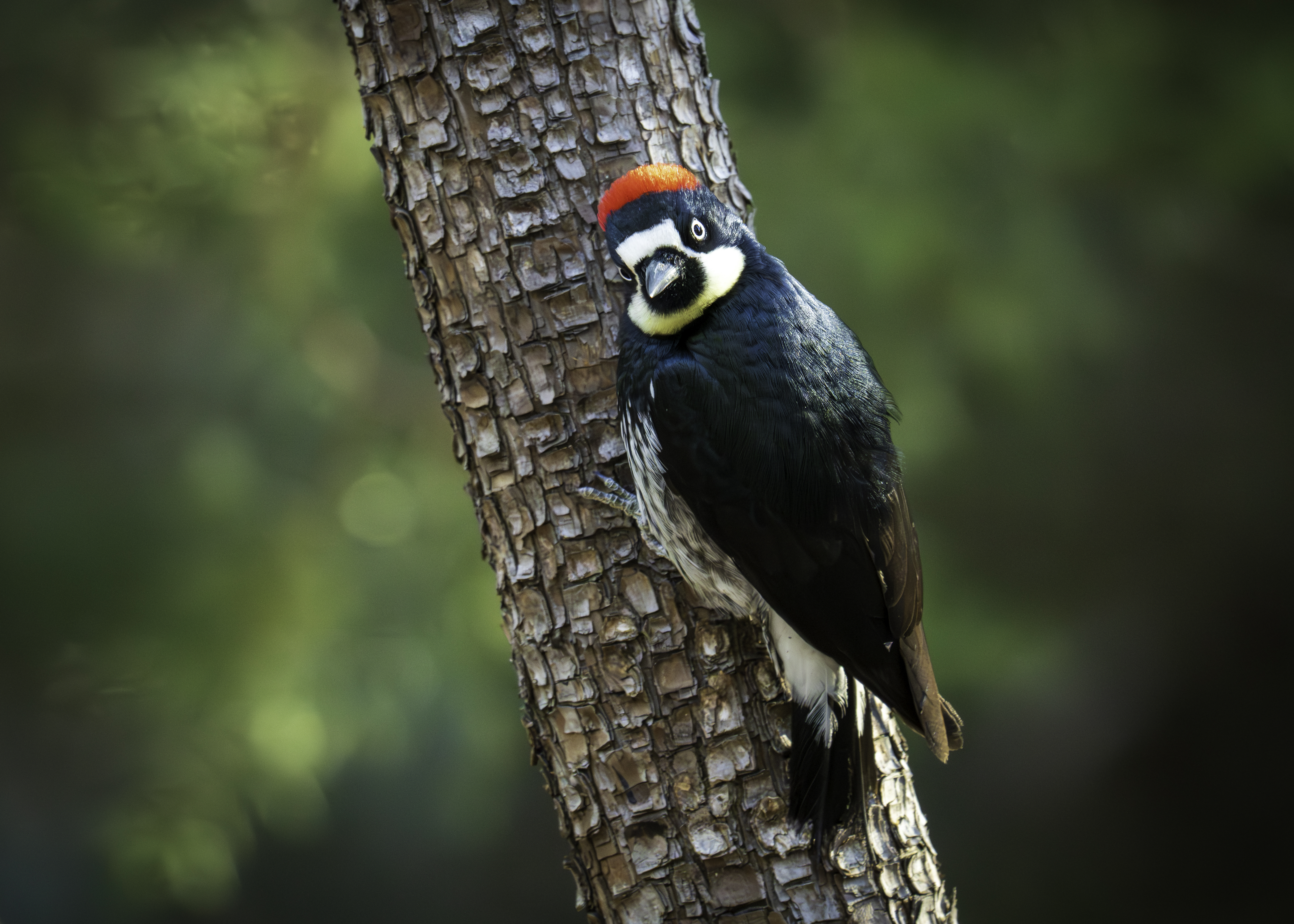 an acorn woodpecker perched on a tree trunk looks at the camera