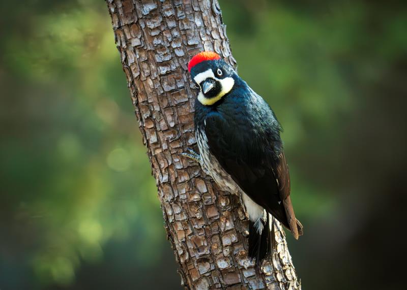 Birdwatching at Chiricahua