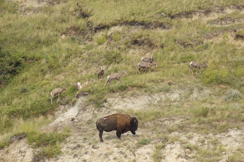 A group of bighorn sheep cross a hillside above a bison.