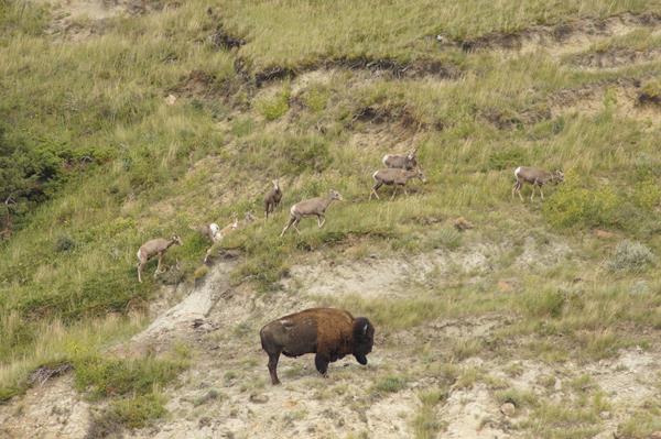 A group of bighorn sheep cross a hillside above a bison.