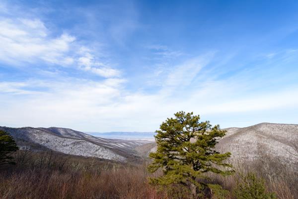 A tree stands in the foreground of a mountainous overlook covered in snow.