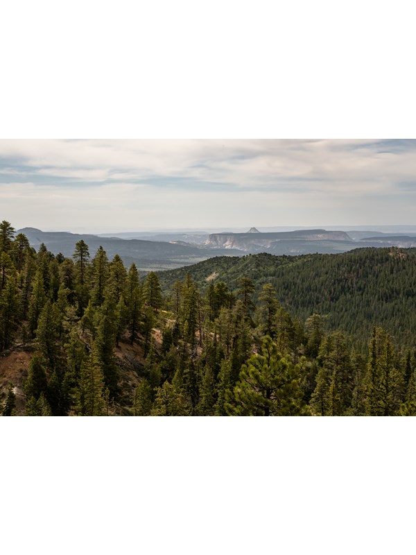 Forested hills with rock formations in the background