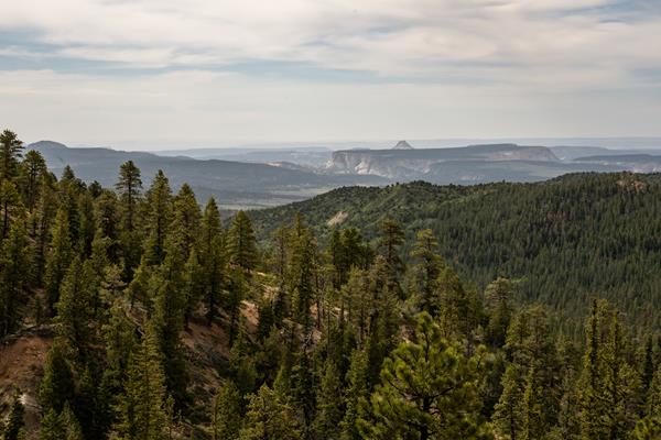 Forested hills with rock formations in the background