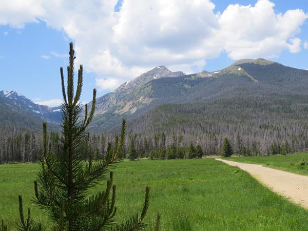 a tree and grasslined trail heads toward mountain tops in the distance