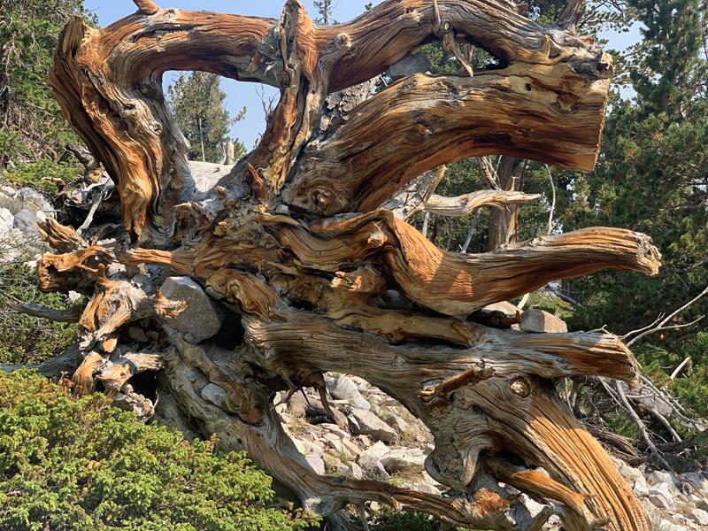 Hike to the Wheeler Peak Bristlecone Grove